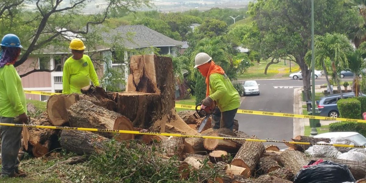 RJP Landscaping - Honolulu Tree Removal